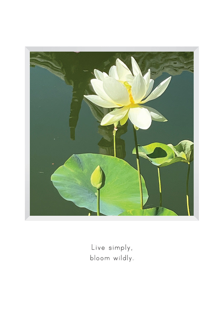 B702 - Water Lily