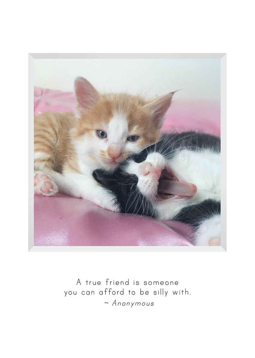 B722 - Furry Friends