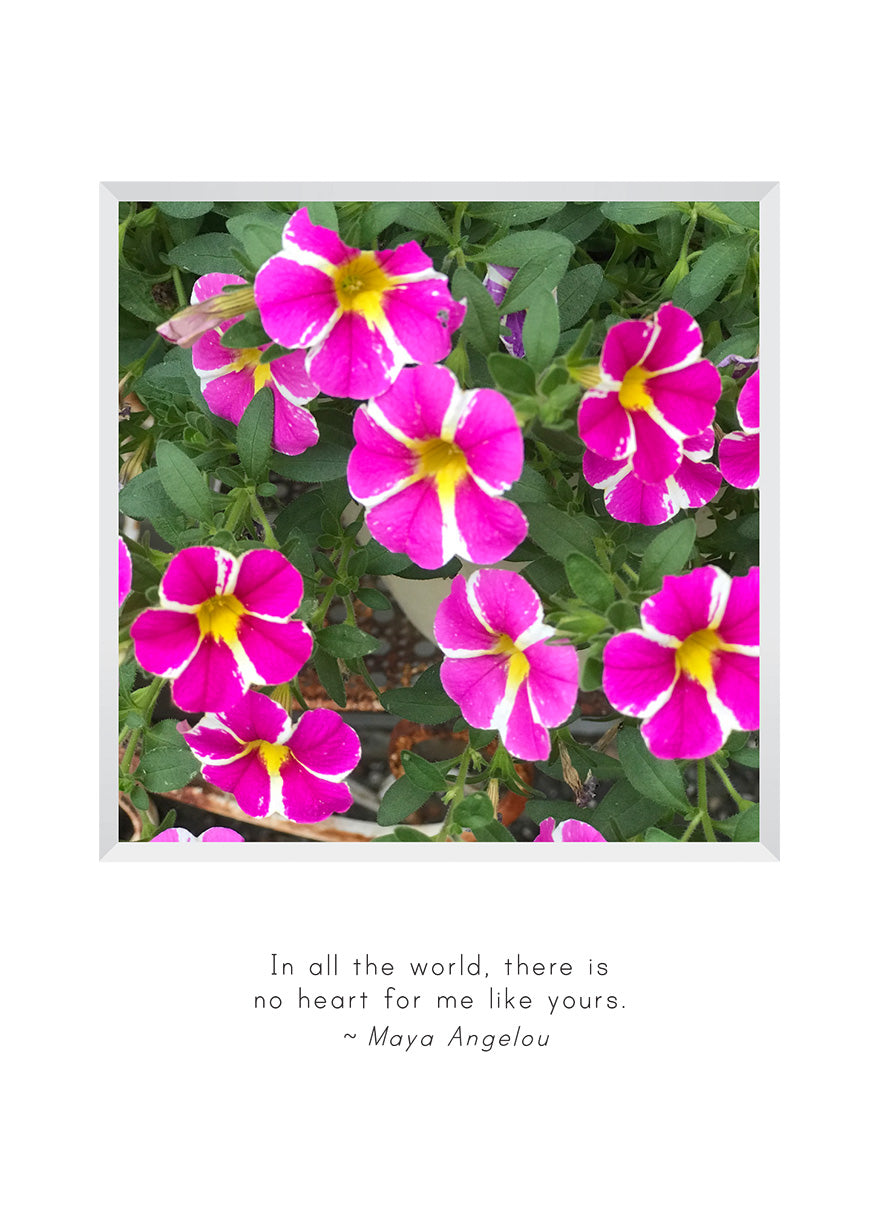 B730 - Petunias