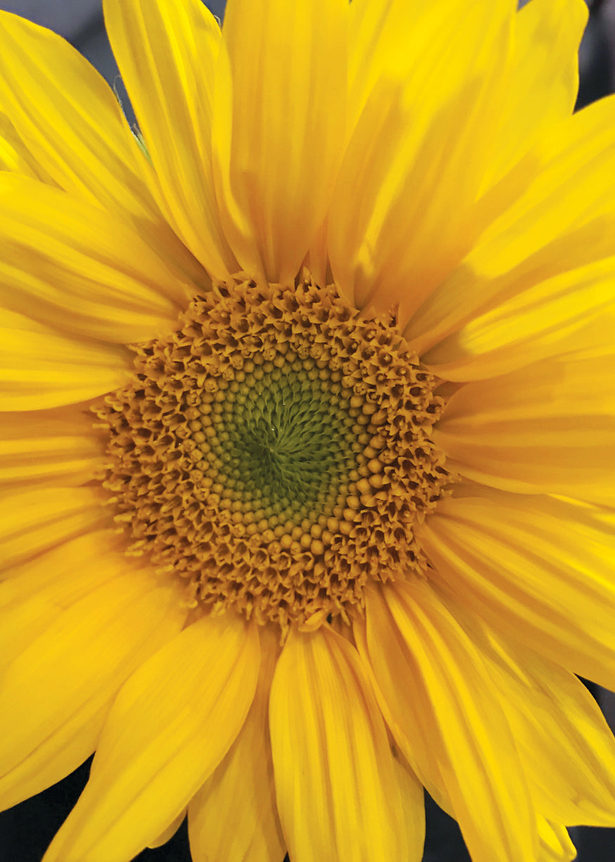 Q209 - Sunflower