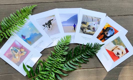 🐶 The Dog Days of Summer