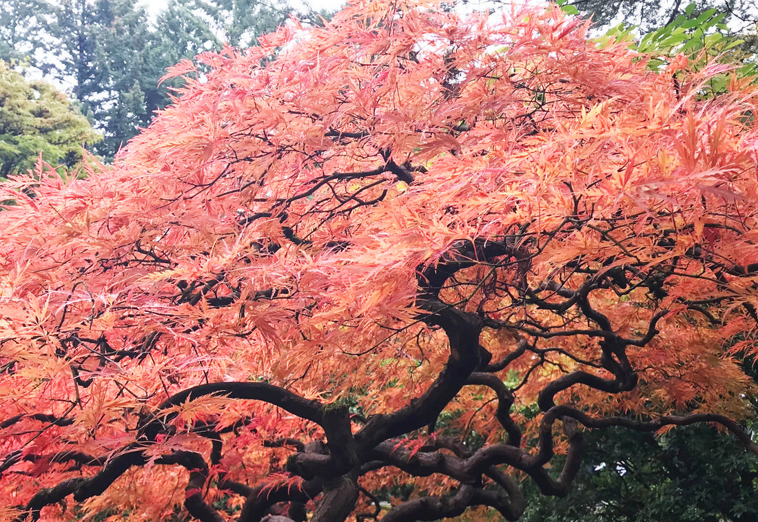 Japanese maple with red leaves