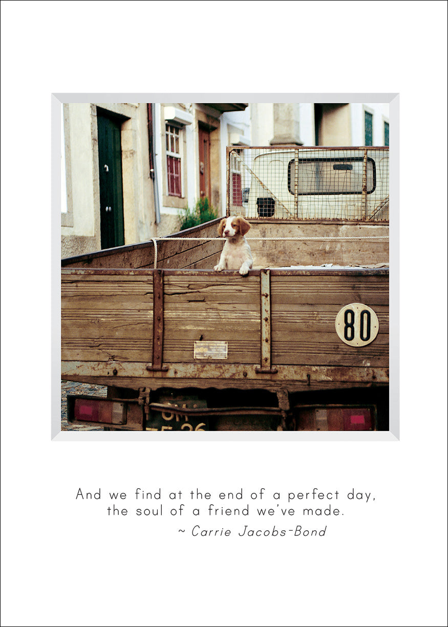 B693 - Last Puppy For Sale