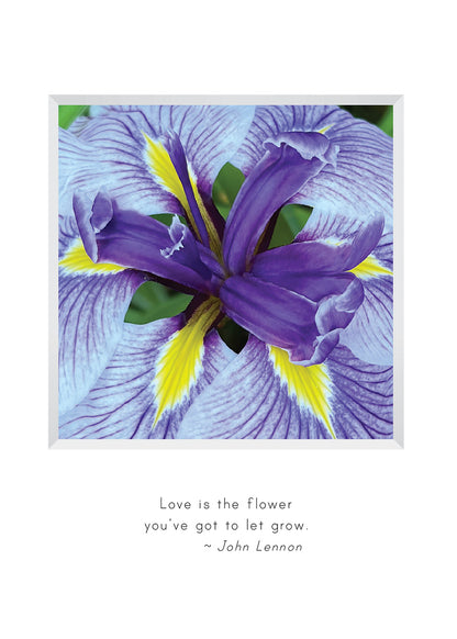 B704 -  Blooming