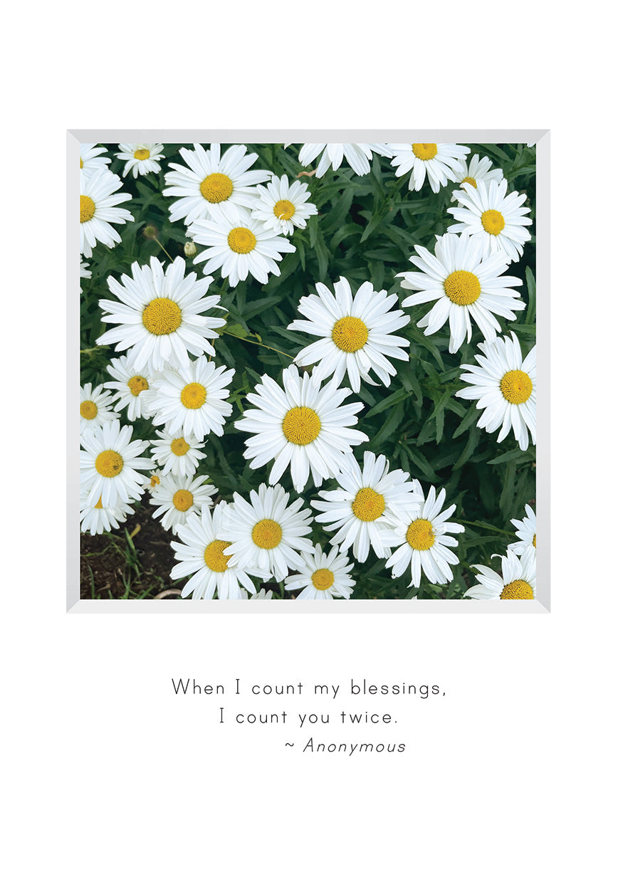 B711 -  Daisies