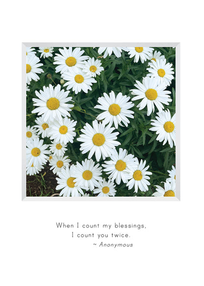 B711 -  Daisies