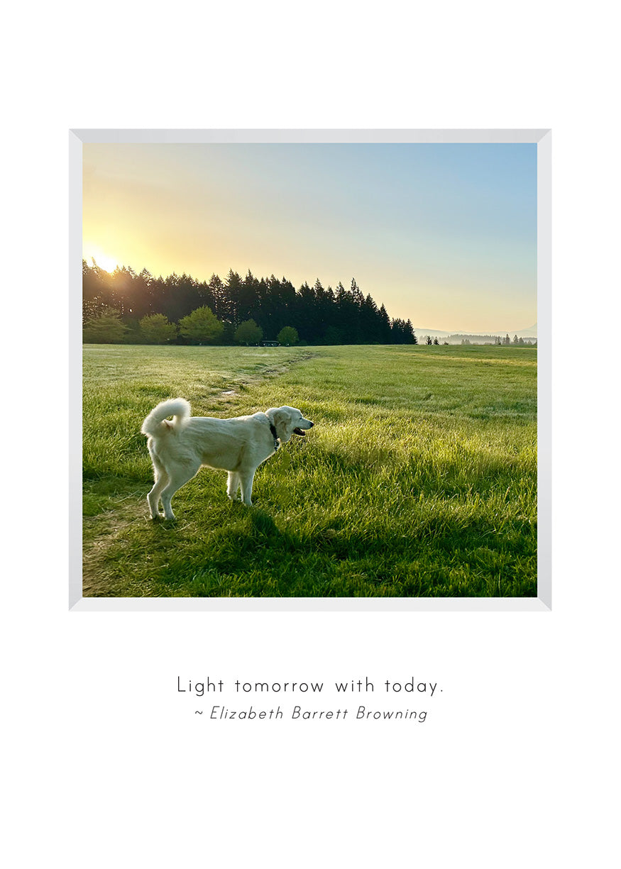 B727 -  Louie at Sunrise