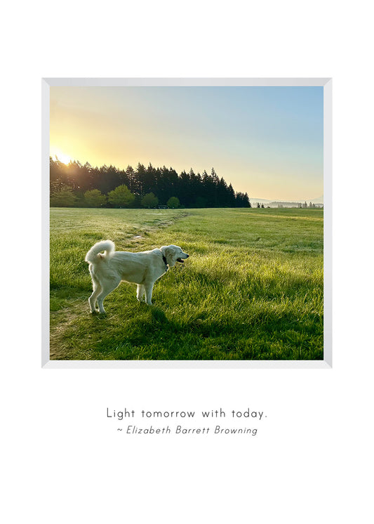 B727 -  Louie at Sunrise