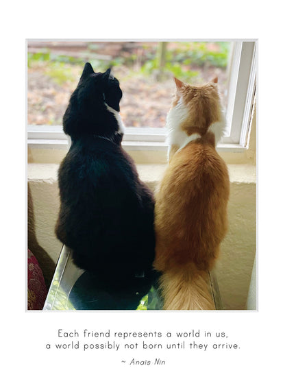 B741 -  Whisker Sisters