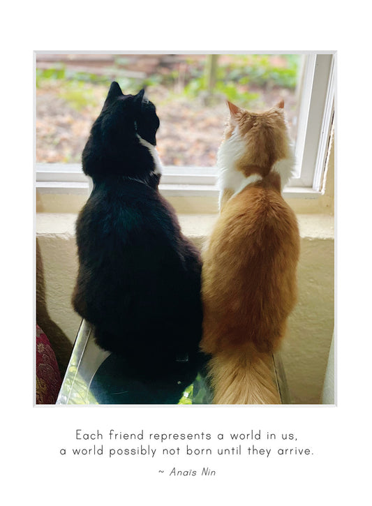 B741 -  Whisker Sisters