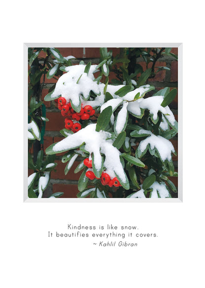 H912 - Pyracantha