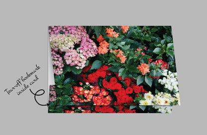 Q129 -  Hydrangea and Friends