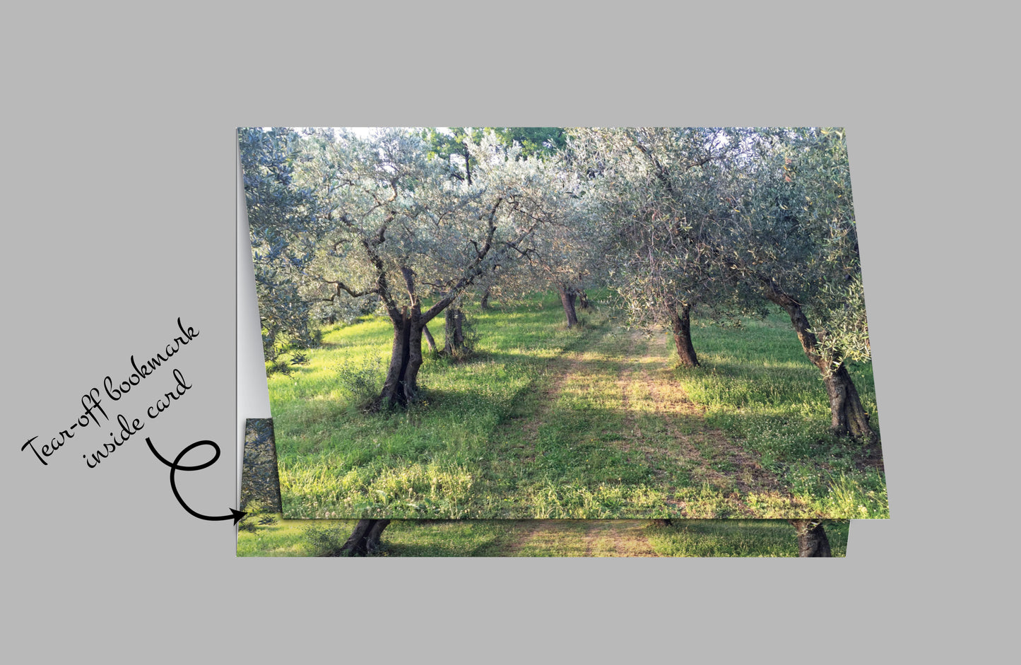 Q202 - Olive Grove
