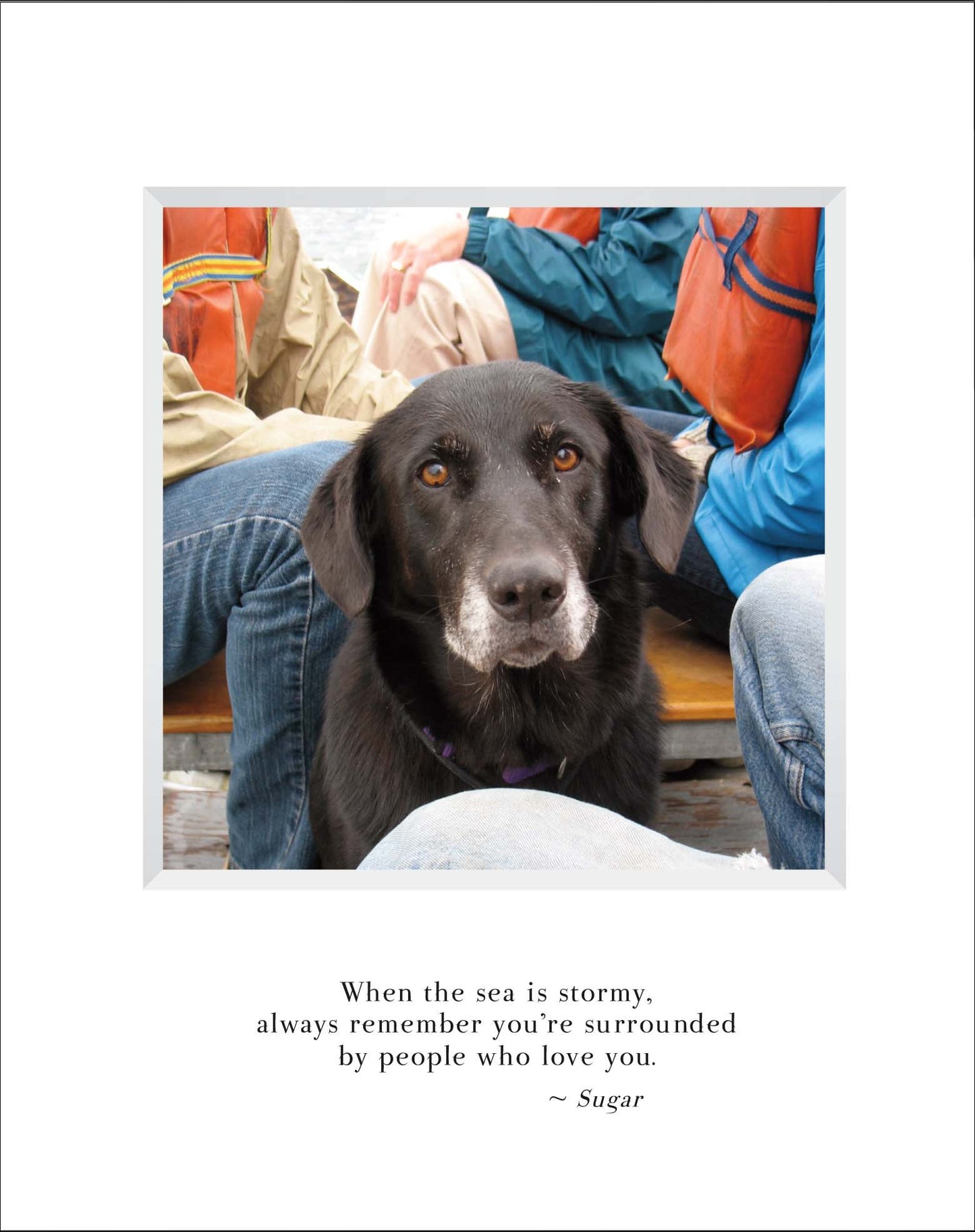 A802 - Sailing Sugar