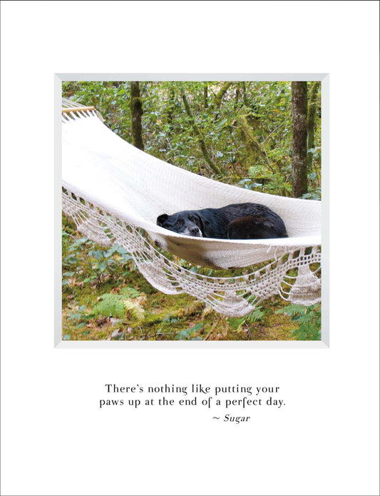 A803 - Paws Up Sugar