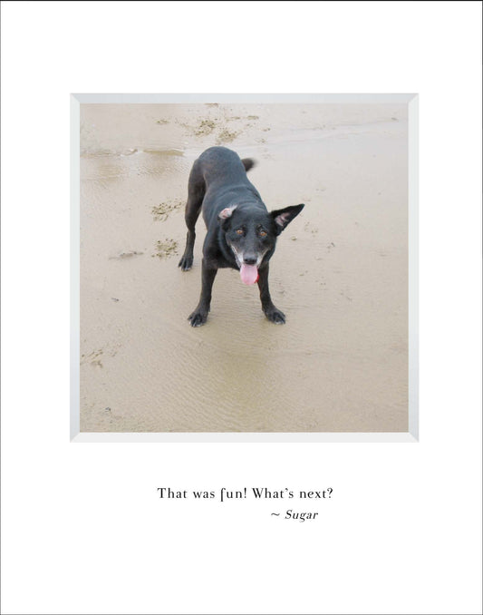 A805 - Sugar and Sand