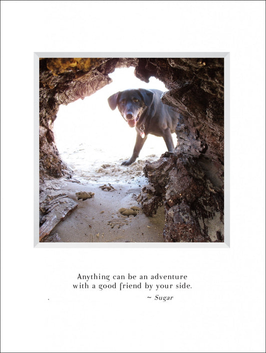 A809 - Peekaboo Sugar