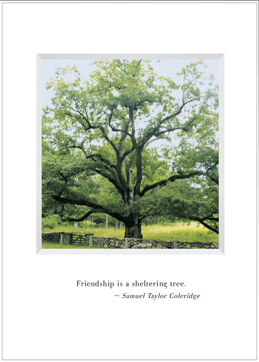 B509 - The Bedford Oak