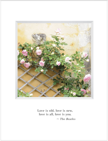 B549 - Love's Bloom