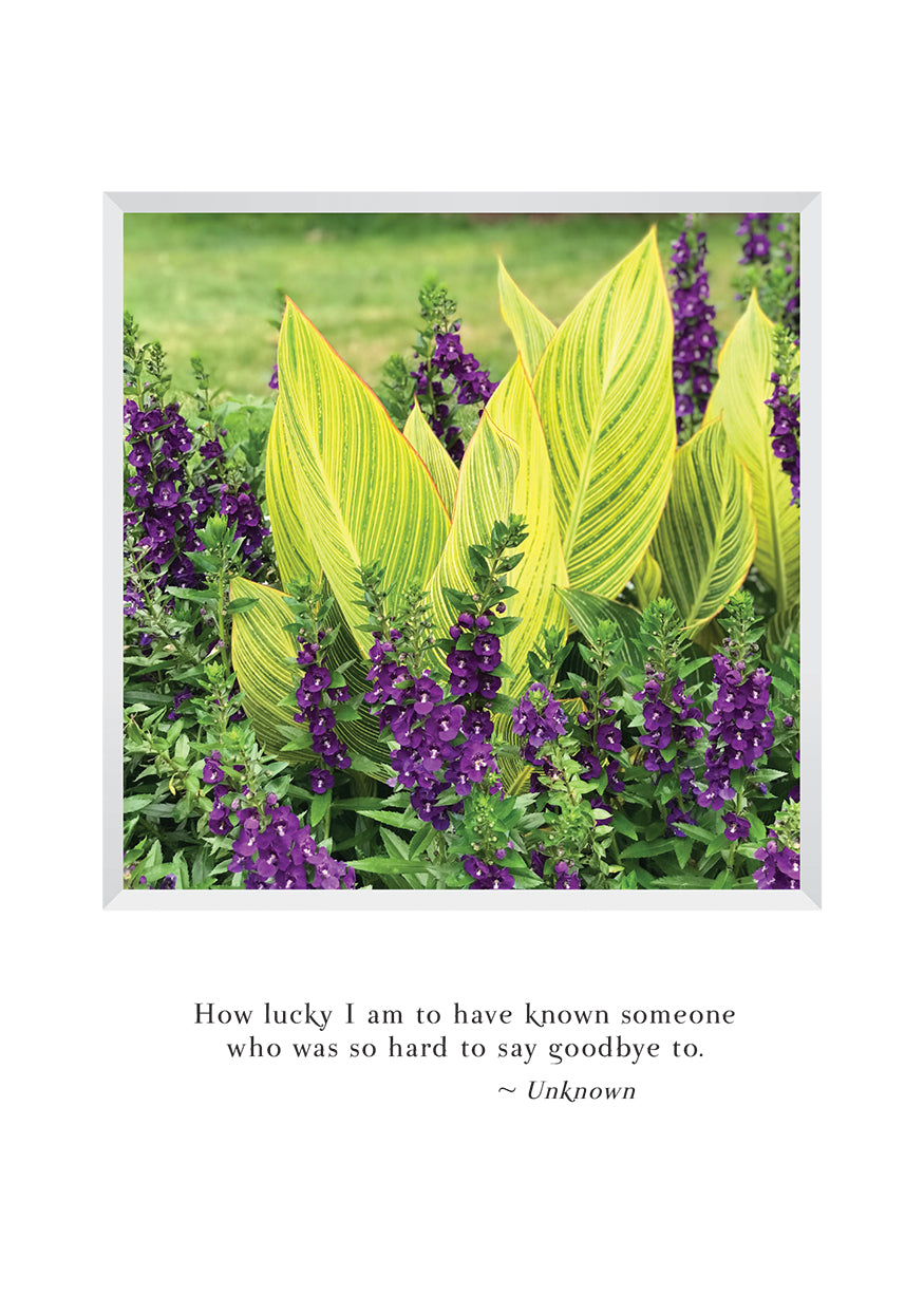 B660 - Canterbury Bells