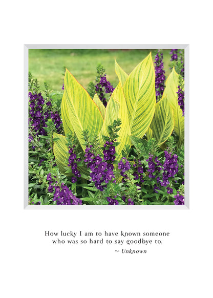 B660 - Canterbury Bells