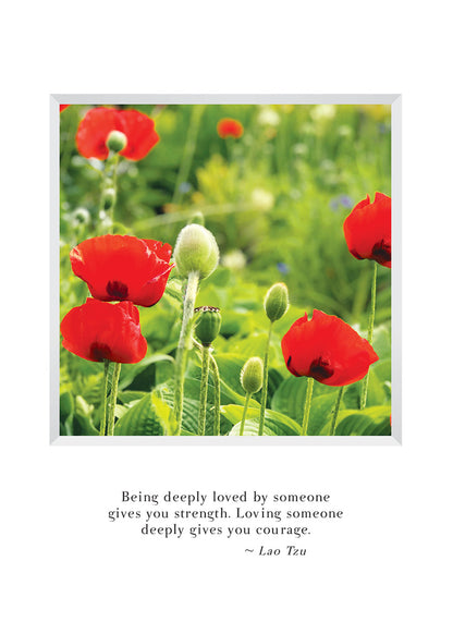 B671 - Poppy Field