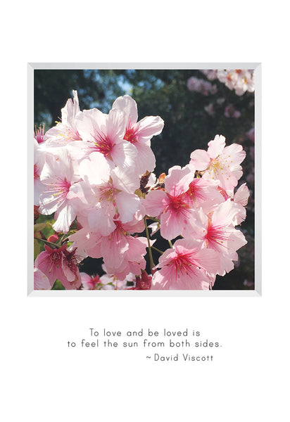 B679 - Cherry Blossoms