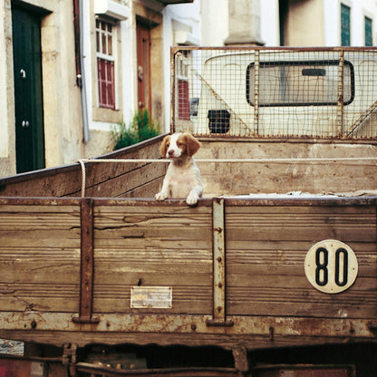 Q012 - Last Puppy For Sale