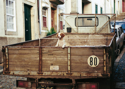 Q012 - Last Puppy For Sale