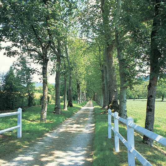 Q029 - Sojourner's Lane