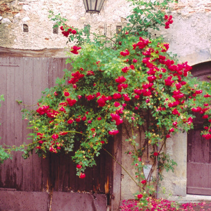 Q127 -  Crimson Glory