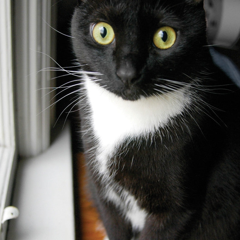 Q128 -  Cody's Window