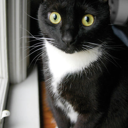 Q128 -  Cody's Window