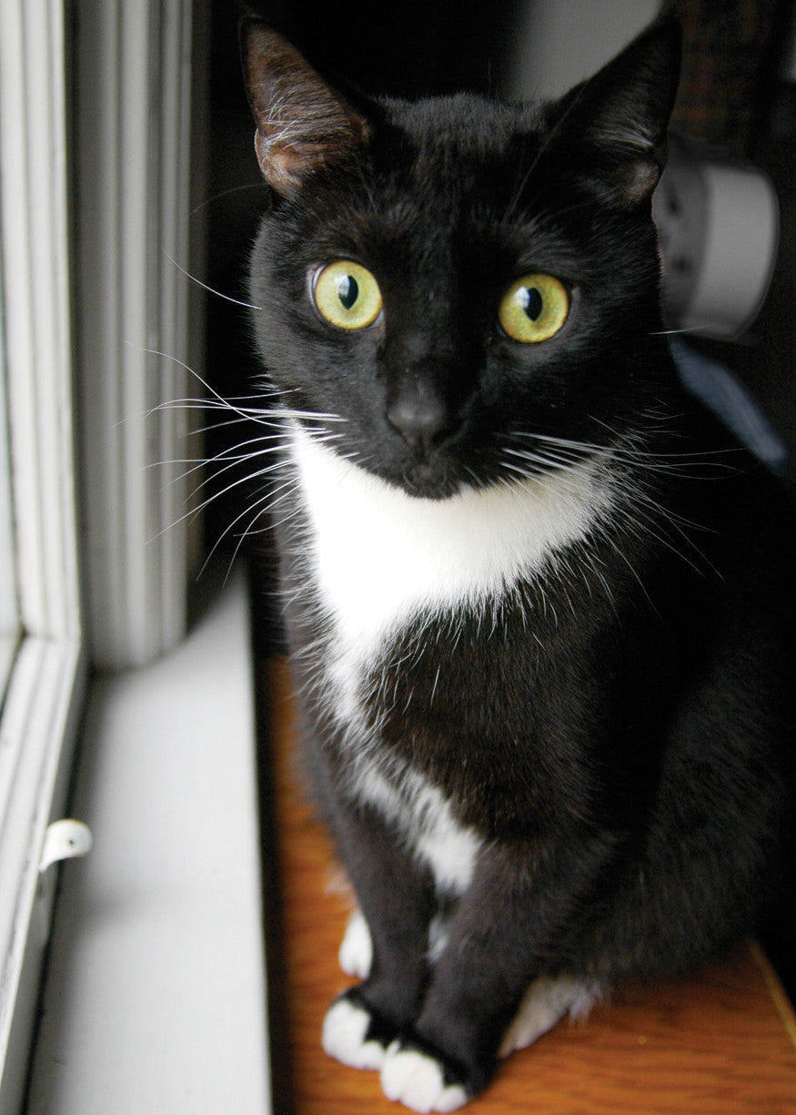 Q128 -  Cody's Window