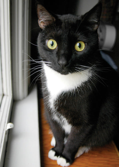 Q128 -  Cody's Window