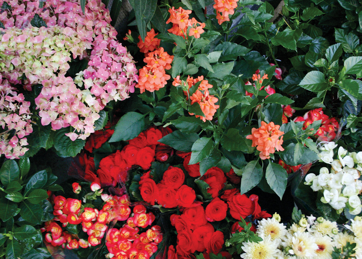 Q129 -  Hydrangea and Friends