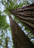 Q169 - Old Growth