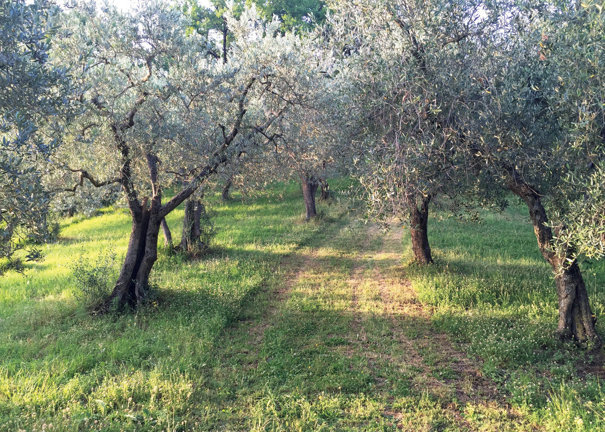 Q202 - Olive Grove