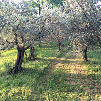Q202 - Olive Grove